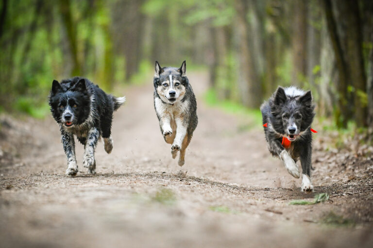 Jakie różnice występują między karmą dla psa a karmą dla kota?