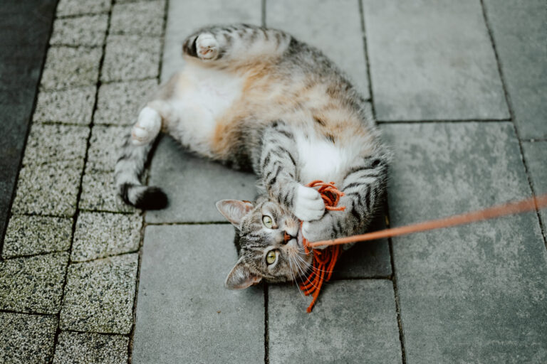 Mokra karma dla kota jako uzupełnienie codziennej diety