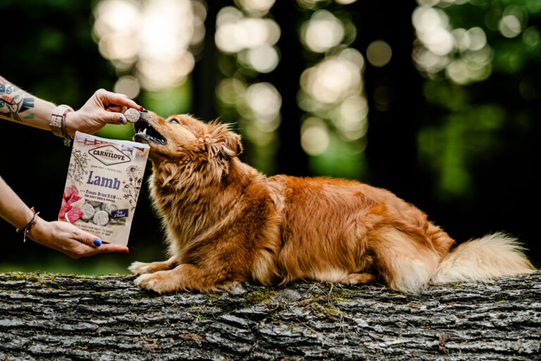 Jak zmieniają się potrzeby żywieniowe psów wraz z wiekiem?