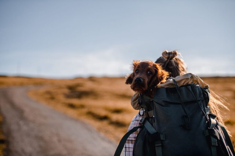Dlaczego sucha karma sprawdza się najlepiej podczas podróży z czworonogiem?