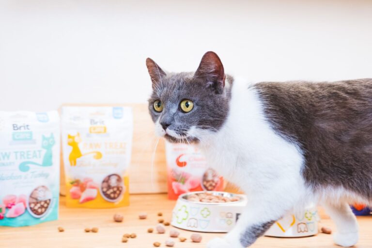 Kontrola wagi a odpowiednio dobrana karma dla kotów sterylizowanych