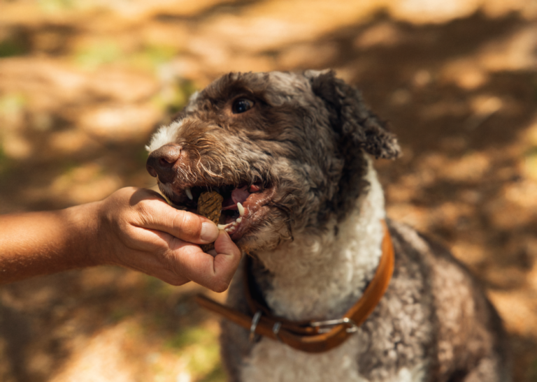 Kreatywne sposoby na wykorzystanie przysmaków dla psów w domowych zabawach węchowych